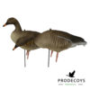 Bean goose / pink-footed goose 6 pieces full body
