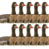 Greylag goose/white-fronted goose flocksox sillosocks
