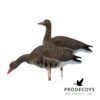 Elite series White-fronted goose decoys 6 pieces full body