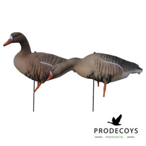 white-fronted goose decoys