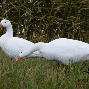 soepgans ganzenlokker