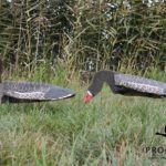 sillosocks greylag goose
