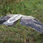 greylag goose decoys Sillosock hypa flapper