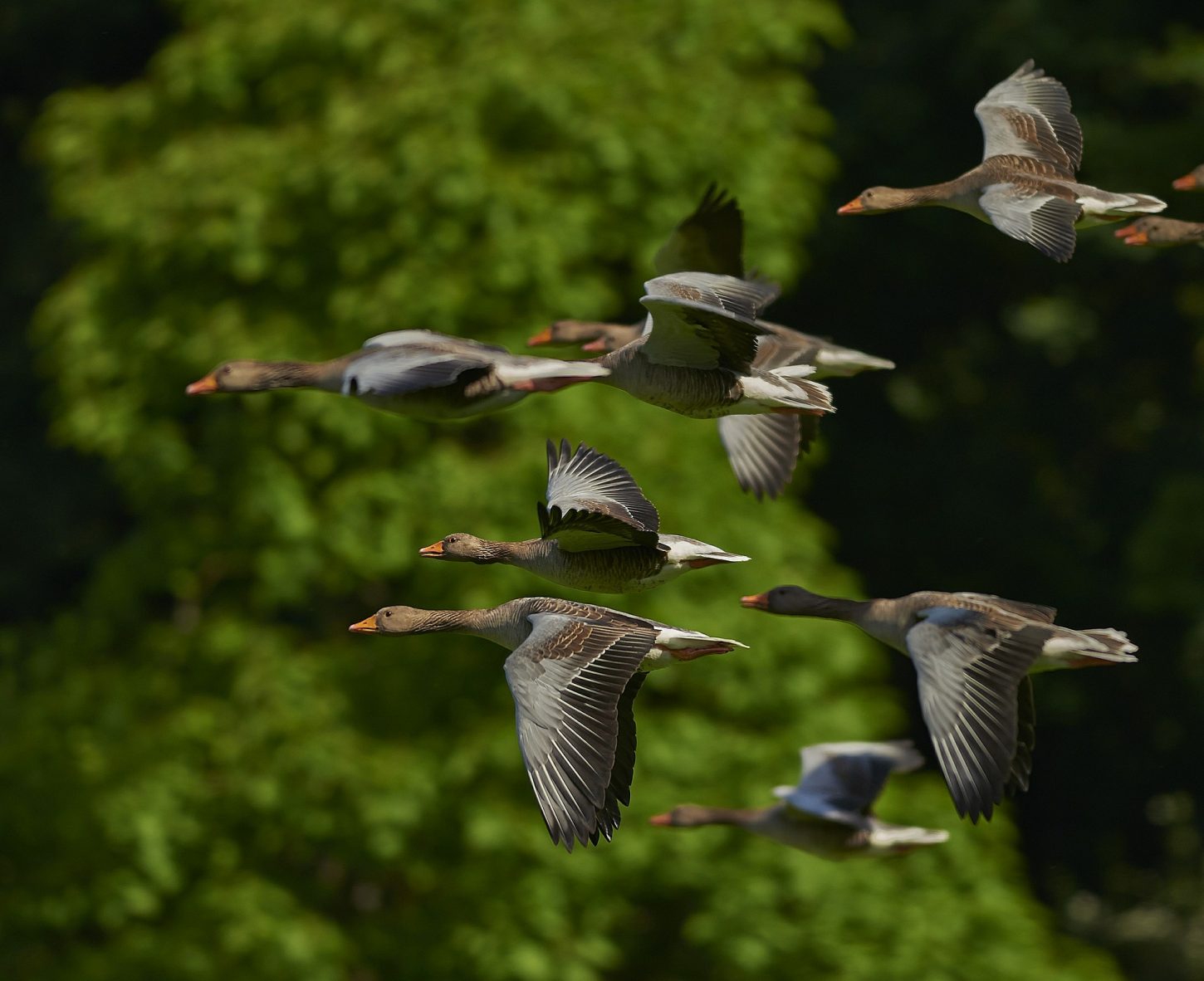 Lokganzen flock of birds afbeelding pro decoys