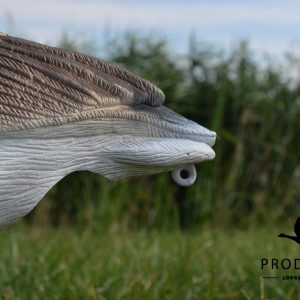 Ring grauwe gans lokker ingezoomd