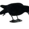 Crow decoy foraging full body flocked