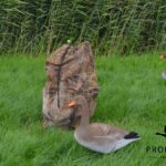 Greylag goose foamies decoys camouflage decoy mesh bag XL