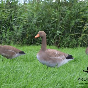 Grauwe ganzen lokkers foamies