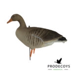 grauwe gans lokkers