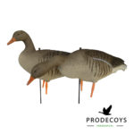 grauwe gans lokkers