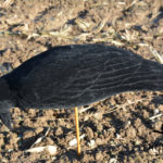 crow decoy foraging full body flocked