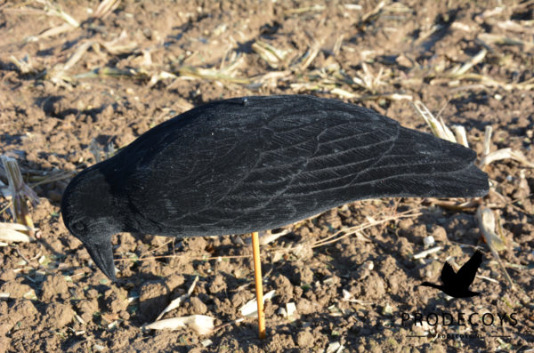 crow decoy foraging full body flocked