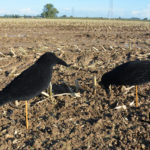 crow decoy flocked