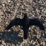 crow decoy with wings full body flocked