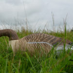 greylag goose floaters