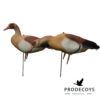 Egyptian goose decoys harvester pack 12 pieces
