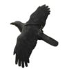 Flying decoy crow flocked
