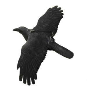 Flying decoy crow flocked