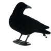 Crow decoy head turned full body flocked