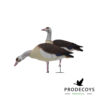 Elite series egyptian goose decoys 6 pieces full body