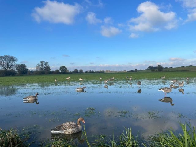 Goose hunting in the Dutch wetlands! 😉